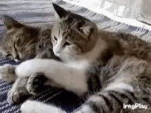 Funny Animals Hug GIF - Funny Animals Hug Cuddle GIFs
