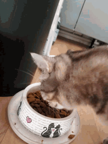 Bon Appetit Cat GIF - Bon Appetit Cat Food GIFs