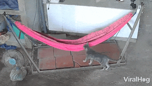 A Cat Jumps Into A Hammock Viralhog GIF - A Cat Jumps Into A Hammock Cat Viralhog GIFs