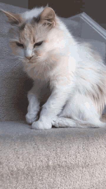 Izzy Cat GIF - Izzy Cat Pets GIFs