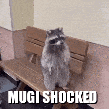 a raccoon is sitting on a wooden bench with the words mugi shocked below it