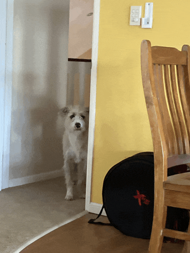 a small white dog stands in a hallway next to a chair