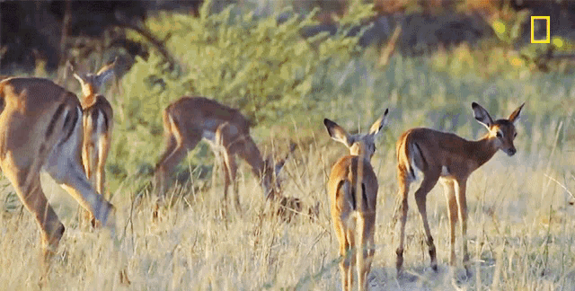 Impalas National Geographic GIF - Impalas National Geographic Savage Kingdom GIFs