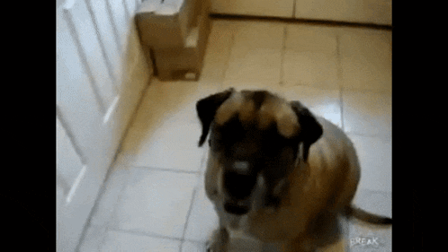 a dog is standing on a tiled floor in a room looking at the camera .