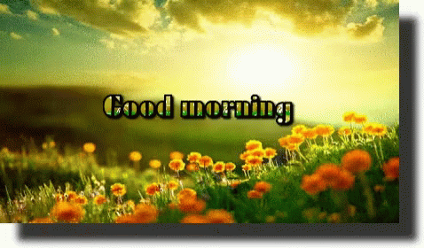 Good Morning Flowers GIF - Good Morning Flowers Sun GIFs