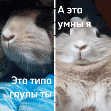 a close up of a rabbit 's face with the words " a эта умны я " in white letters
