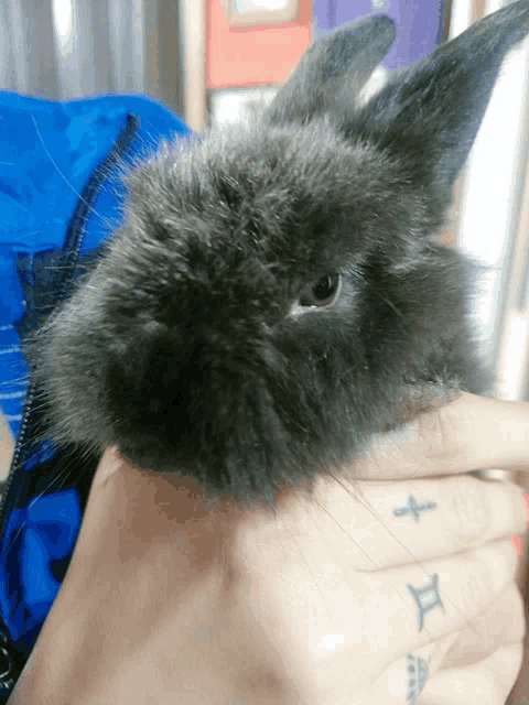 a person with a tattoo on their finger holds a small rabbit