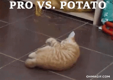 Pro Vs. Potato - Potato GIF - Cat Kitten Play GIFs