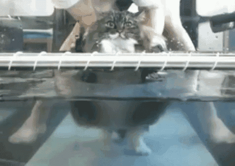 a cat is swimming in a pool with a person .