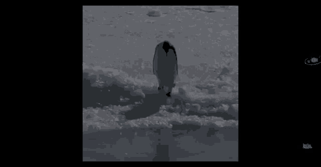 a penguin is standing on a piece of ice with a black background