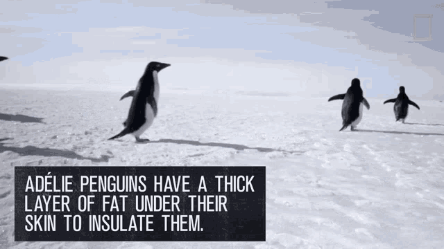 Adelie Penguins Have A Thick Later Of Fat To Insulate Them Continent7 GIF - Adelie Penguins Have A Thick Later Of Fat To Insulate Them Continent7 Antarctica GIFs