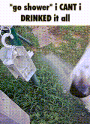 a dog is drinking water from a hose while standing in the grass .