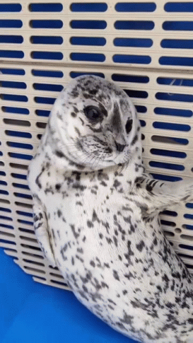 Wait What Marine Mammal Rescue GIF - Wait What Marine Mammal Rescue Baby Seal GIFs