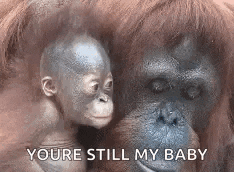 a baby orangutan is sitting next to a larger orangutan .