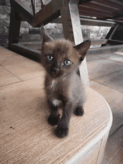 a small kitten is standing on a wooden staircase next to a staircase .