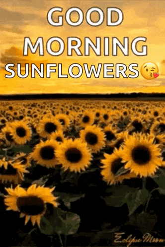 a picture of a field of sunflowers with the words good morning sunflowers