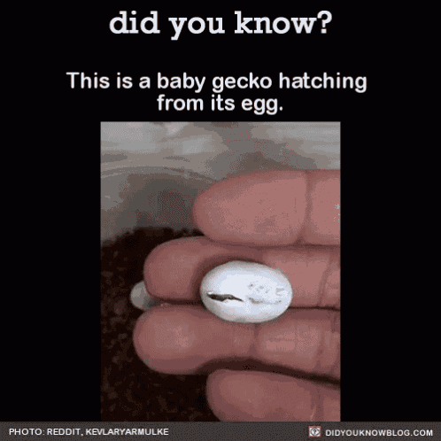 Baby Gecko GIF - Baby Gecko Egg GIFs