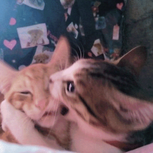 Fourth Biting Gemini Two Cats GIF - Fourth Biting Gemini Two Cats Cat Memes GIFs