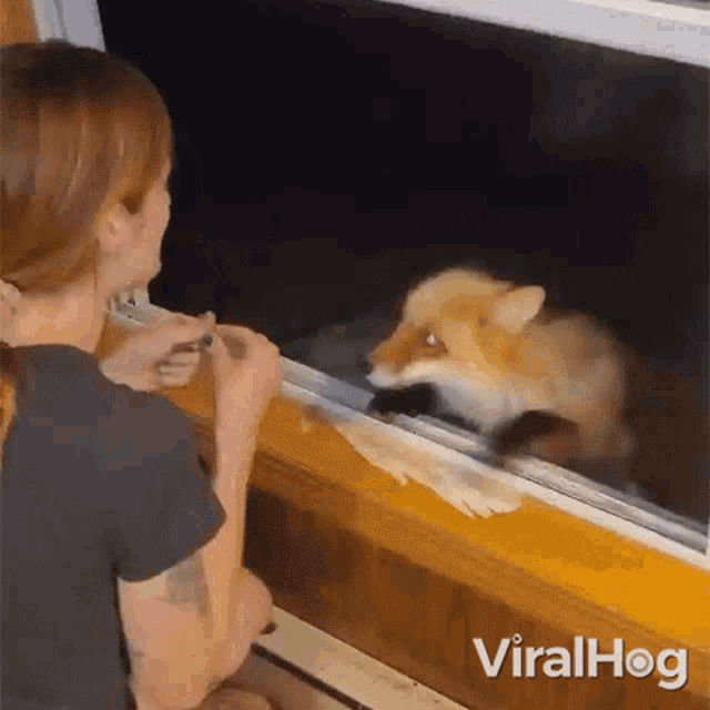 a woman is looking out a window at a fox that is looking out of the window