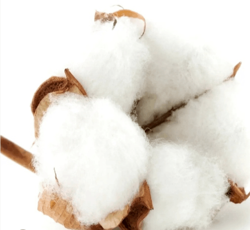 Cotton Biologique GIF