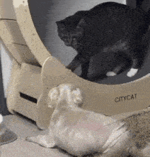 a cat is playing with a dog on a circular cat wheel .