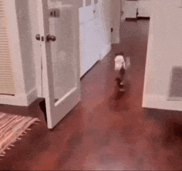 a dog is walking through a hallway in a house .