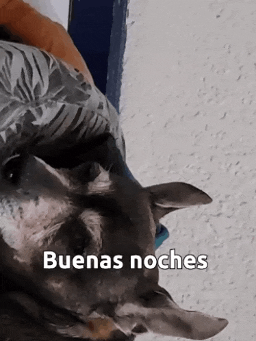 a close up of a dog with the words buenas noches written below it