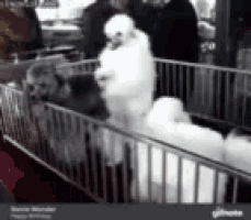 a group of white dogs are standing in a cage