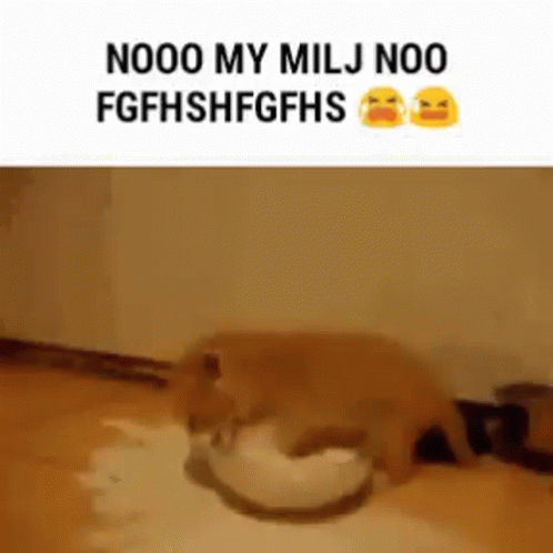 Milj Milk GIF - Milj Milk Nooo GIFs