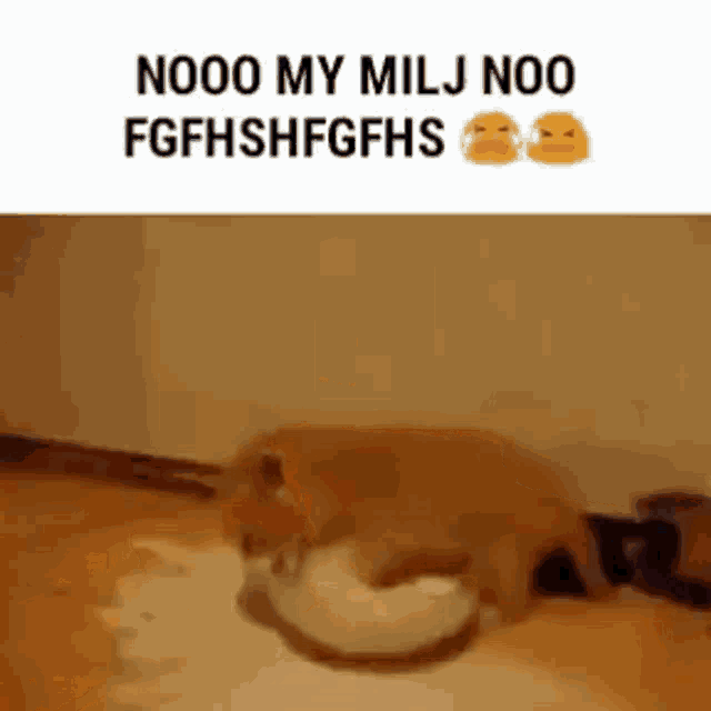 a cat is eating a donut from a bowl .