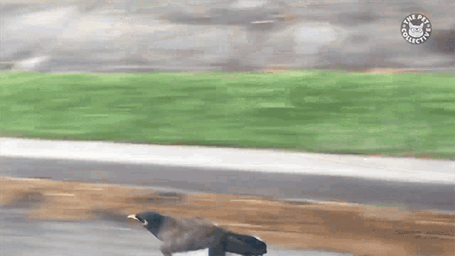 Race Speeding GIF - Race Speeding Bird GIFs