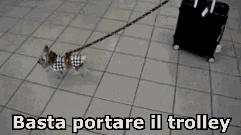 a small dog on a leash is pulling a suitcase .