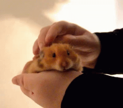 Petting Cute Hamster GIF - Hamster Cute Cute Hamster GIFs