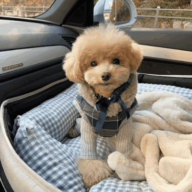 a small dog wearing a sweater and harness is sitting in a dog bed