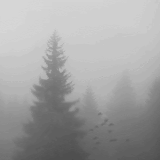 Tauben Nebel GIF - Tauben Nebel Wald GIFs