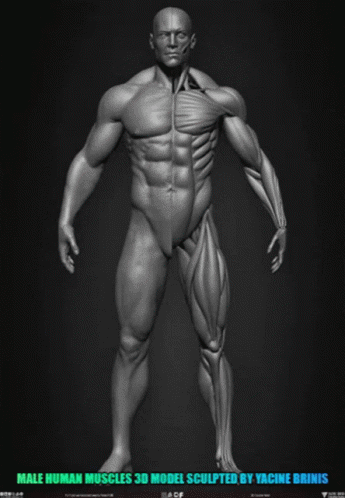 Human Muscles GIF - Human Muscles Muscular GIFs