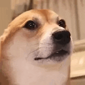 a close up of a dog 's face with its mouth open looking at the camera .