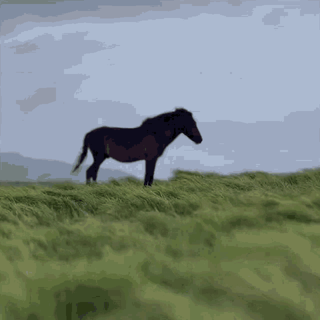Horse In Wind Horse GIF - Horse In Wind Horse Sad Horse GIFs