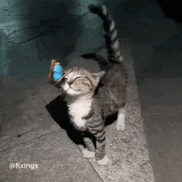 a cat with a butterfly on its head and the caption fixingx on the bottom
