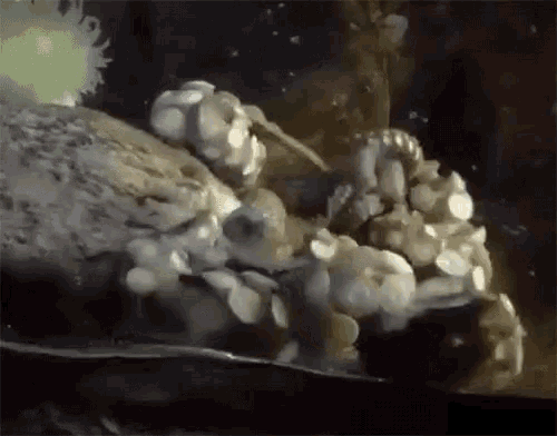 Octopus Cleaning GIF - Octopus Cleaning Grooming GIFs