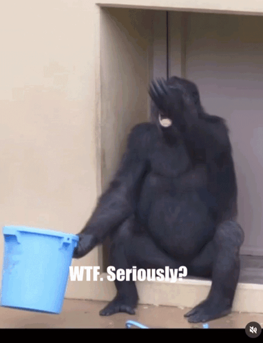 Wtf Seriously GIF - Wtf Seriously GIFs