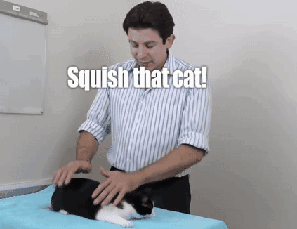 Squish Squish That Cat GIF - Squish Squish That Cat Cat GIFs