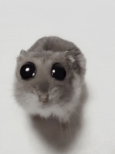 a close up of a small hamster with big black eyes