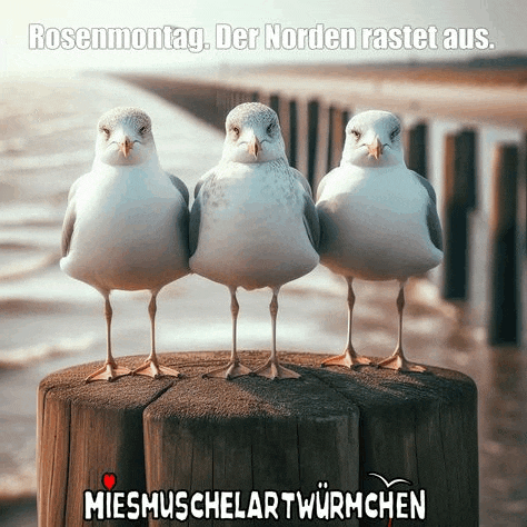 three seagulls standing next to each other on a wooden post with the caption rosenmontag der norden rastet aus