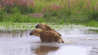 two hyenas are running through the water near a grassy field