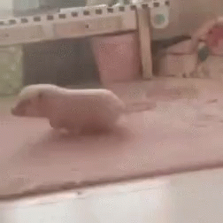 Funny Animals Hyper Piggy GIF - Funny Animals Hyper Piggy Run GIFs
