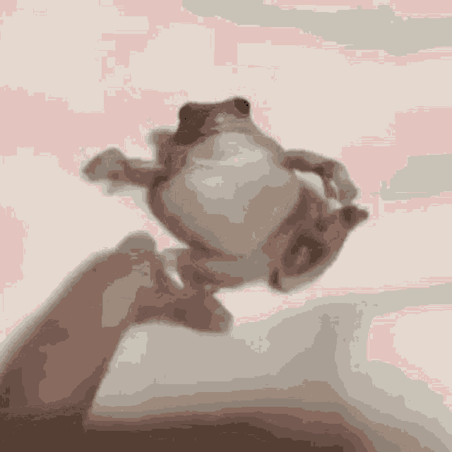 Angery Frog Angry GIF