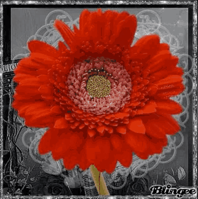 a close up of a red flower with a green center on a gray background .