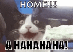 Cat Happy GIF