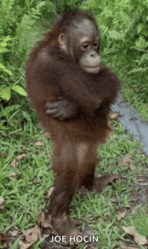 a baby orangutan standing in the grass with joe hocin written on the bottom right